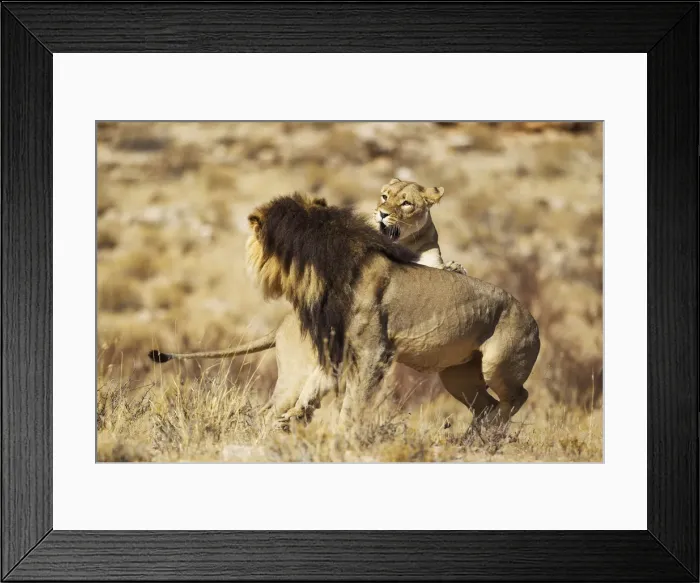 Framed Print : Picture No. 12019732 Framed Print : Picture No. 12019732
