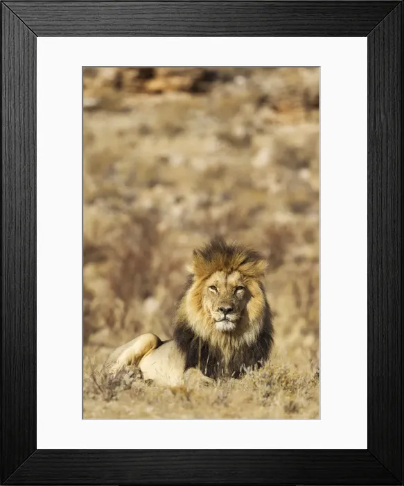Framed Print : Picture No. 12019733 Framed Print : Picture No. 12019733