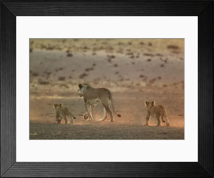 Framed Print : Picture No. 12019734 Framed Print : Picture No. 12019734