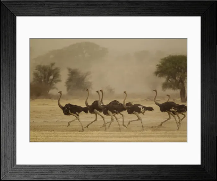 Framed Print : Picture No. 12019736 Framed Print : Picture No. 12019736