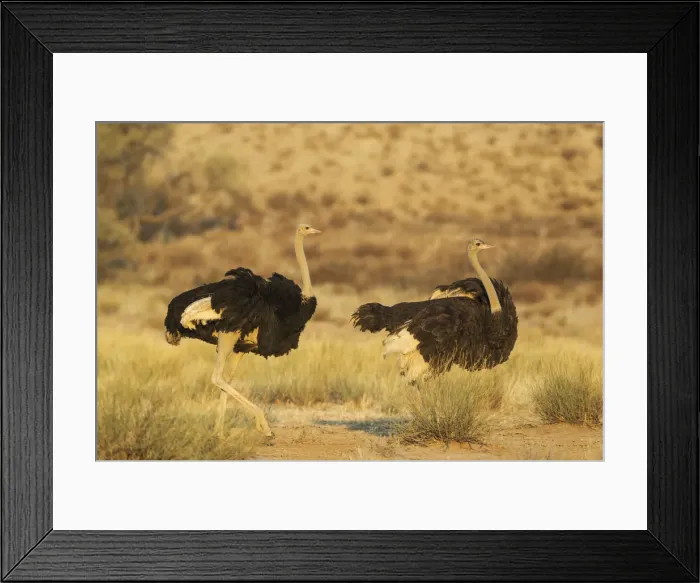 Framed Print : Picture No. 12019737 Framed Print : Picture No. 12019737