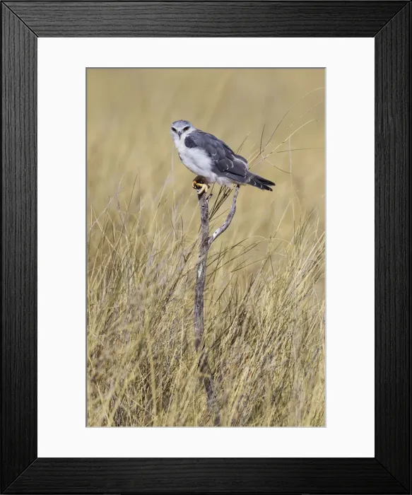 Framed Print : Picture No. 12019738 Framed Print : Picture No. 12019738
