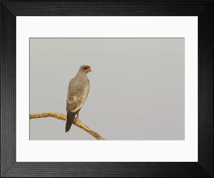 Framed Print : Picture No. 12019739 Framed Print : Picture No. 12019739