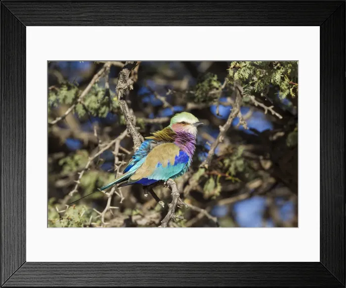 Framed Print : Picture No. 12019740 Framed Print : Picture No. 12019740