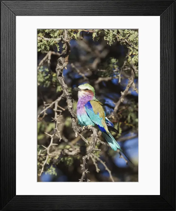 Framed Print : Picture No. 12019741 Framed Print : Picture No. 12019741