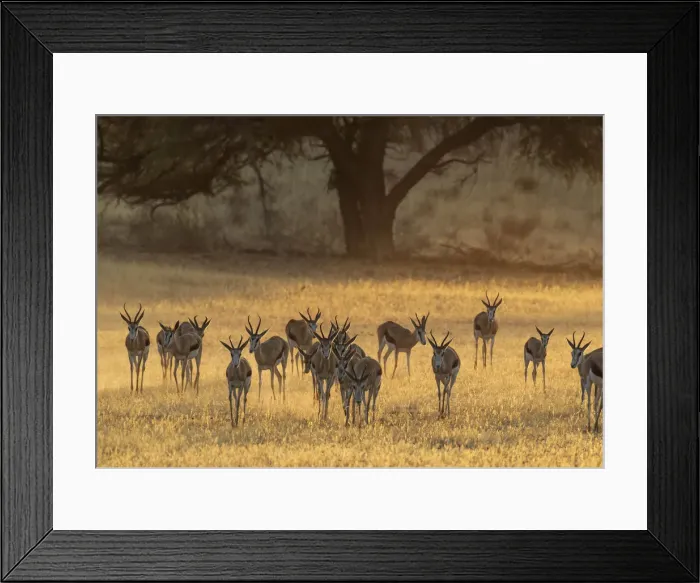 Framed Print : Picture No. 12019743 Framed Print : Picture No. 12019743
