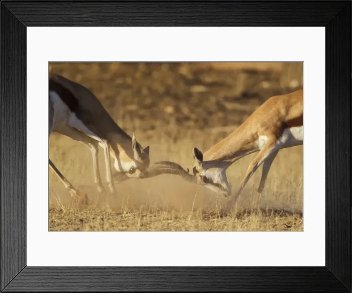 Framed Print : Picture No. 12019745 Framed Print : Picture No. 12019745