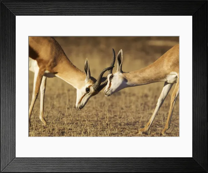 Framed Print : Picture No. 12019744 Framed Print : Picture No. 12019744