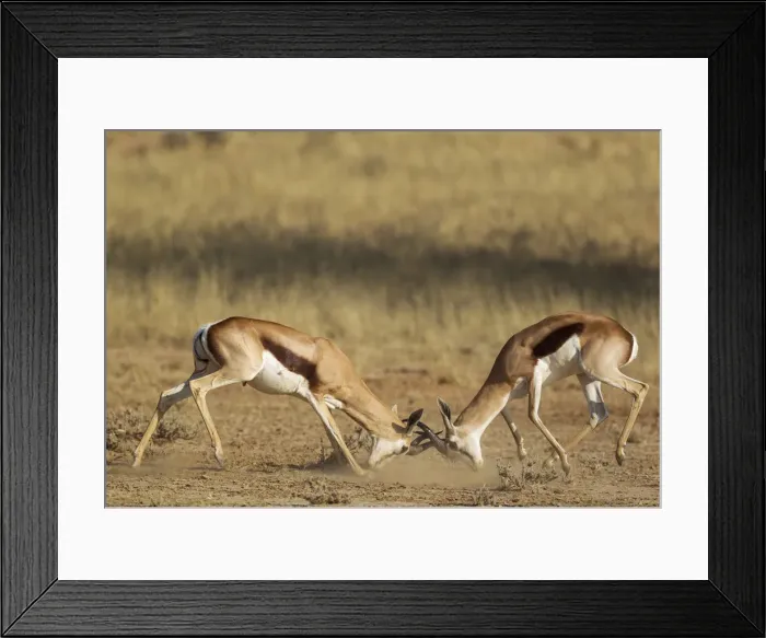 Framed Print : Picture No. 12019746 Framed Print : Picture No. 12019746