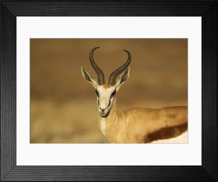 Framed Print : Picture No. 12019747 Framed Print : Picture No. 12019747