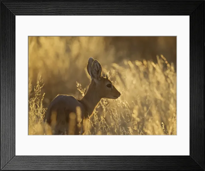 Framed Print : Picture No. 12019750 Framed Print : Picture No. 12019750