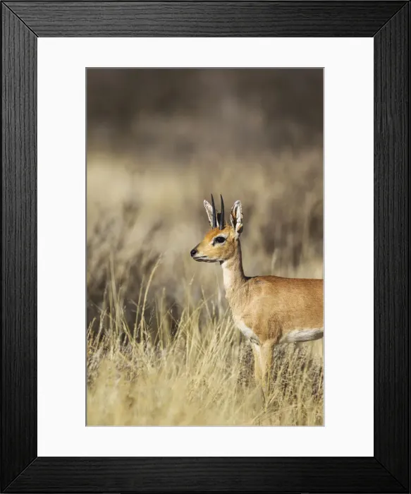 Framed Print : Picture No. 12019751 Framed Print : Picture No. 12019751