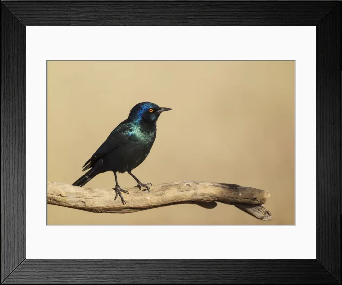 Framed Print : Picture No. 12019752 Framed Print : Picture No. 12019752