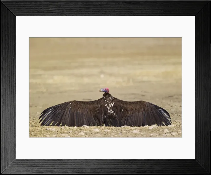 Framed Print : Picture No. 12019753 Framed Print : Picture No. 12019753