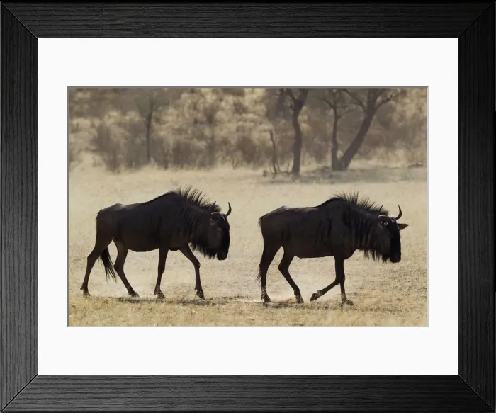 Framed Print : Picture No. 12019754 Framed Print : Picture No. 12019754