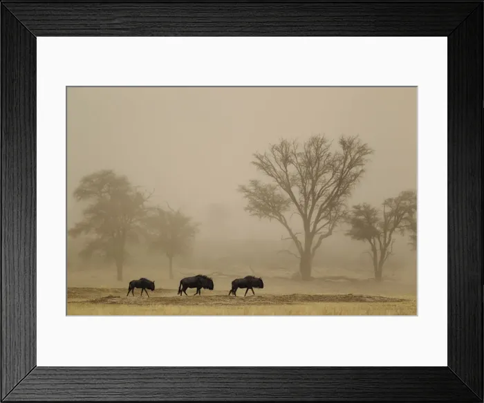Framed Print : Picture No. 12019755 Framed Print : Picture No. 12019755
