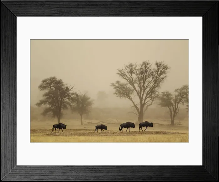 Framed Print : Picture No. 12019756 Framed Print : Picture No. 12019756
