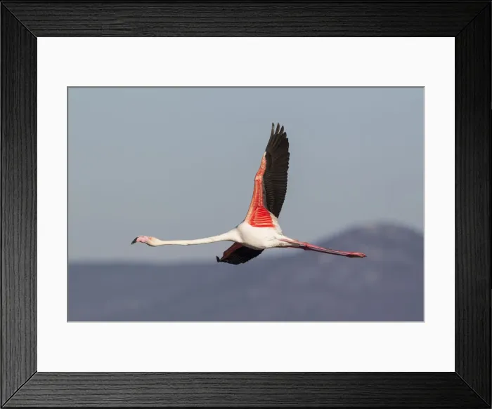 Framed Print : Picture No. 12019961 Framed Print : Picture No. 12019961