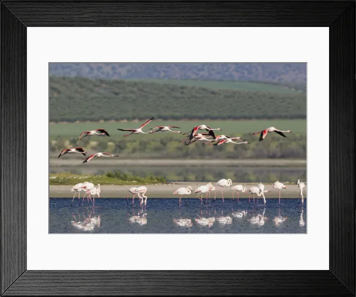 Framed Print : Picture No. 12019963 Framed Print : Picture No. 12019963