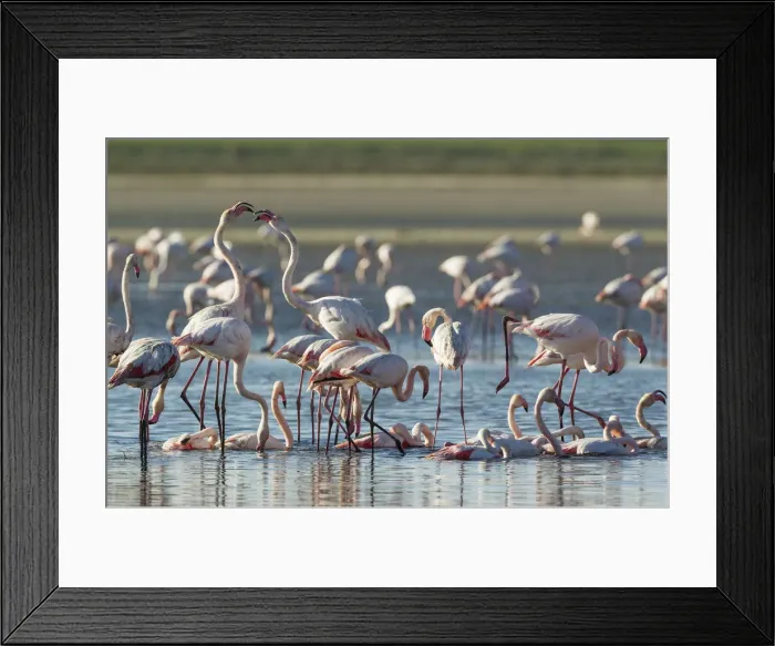 Framed Print : Picture No. 12019965 Framed Print : Picture No. 12019965