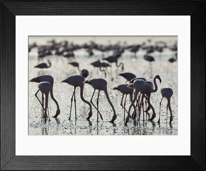 Framed Print : Picture No. 12019966 Framed Print : Picture No. 12019966