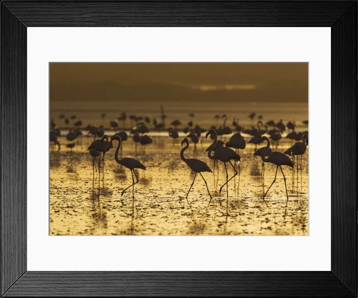 Framed Print : Picture No. 12019968 Framed Print : Picture No. 12019968