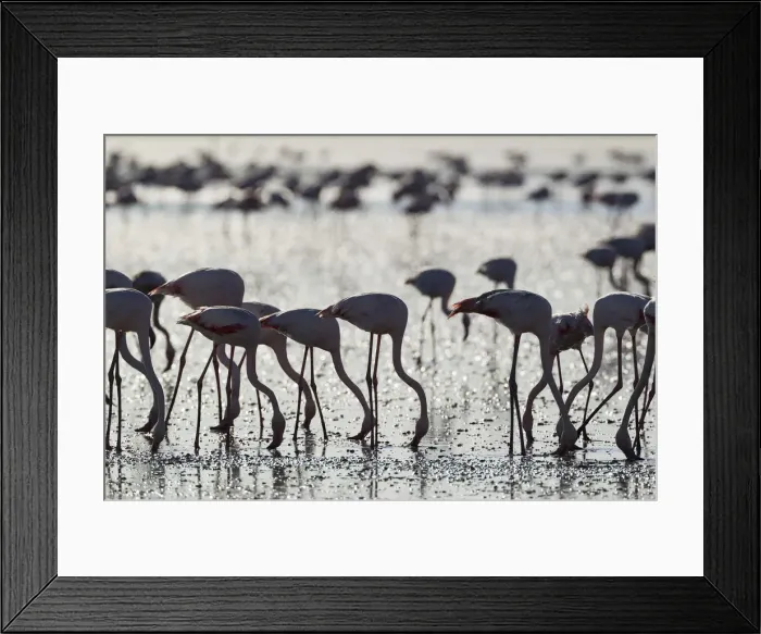 Framed Print : Picture No. 12019967 Framed Print : Picture No. 12019967