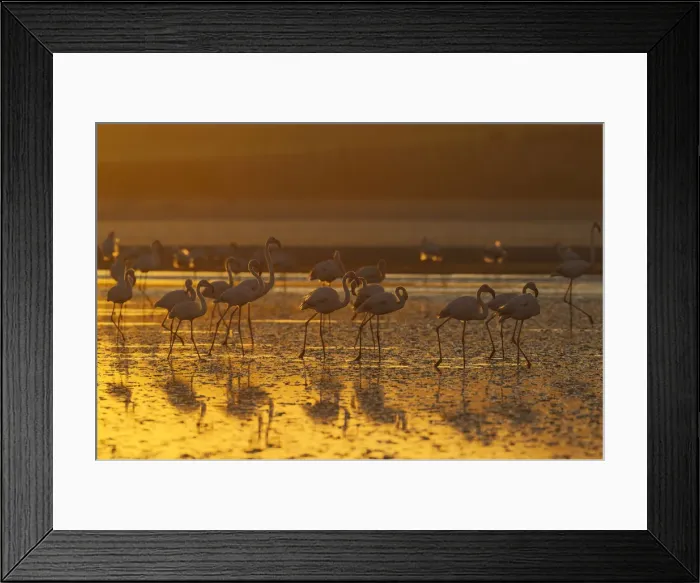 Framed Print : Picture No. 12019969 Framed Print : Picture No. 12019969