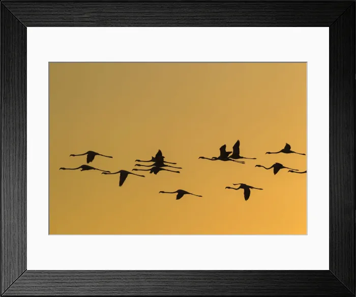 Framed Print : Picture No. 12019970 Framed Print : Picture No. 12019970