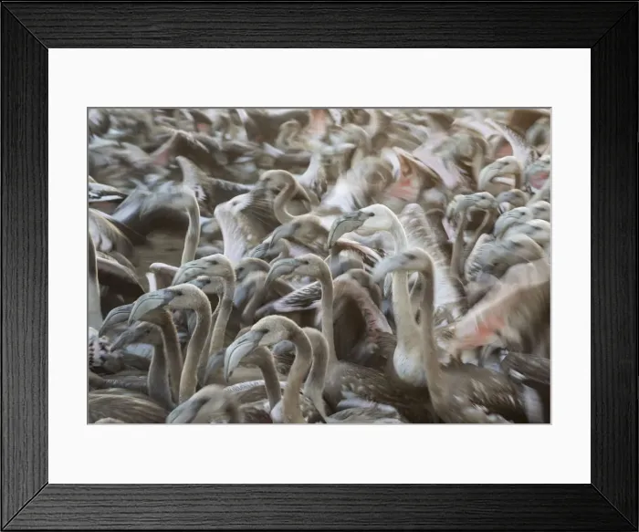 Framed Print : Picture No. 12019979 Framed Print : Picture No. 12019979