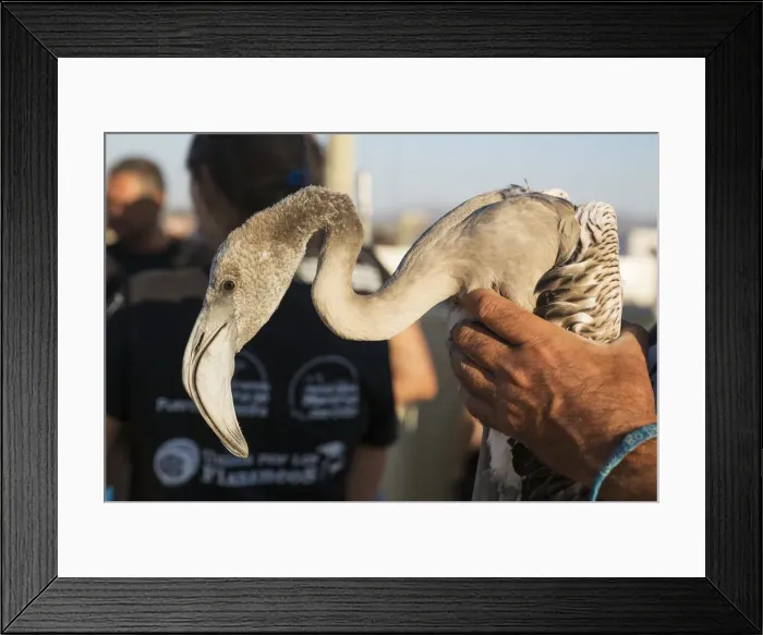 Framed Print : Picture No. 12019982 Framed Print : Picture No. 12019982