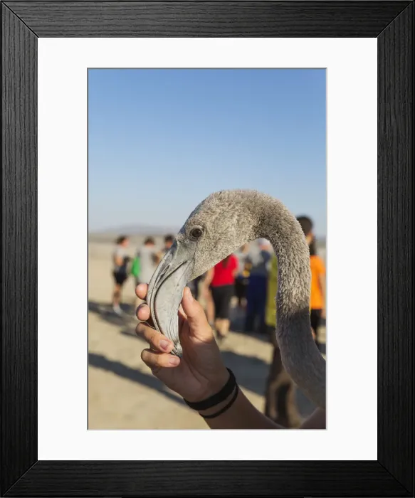 Framed Print : Picture No. 12019985 Framed Print : Picture No. 12019985