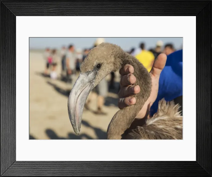 Framed Print : Picture No. 12019986 Framed Print : Picture No. 12019986