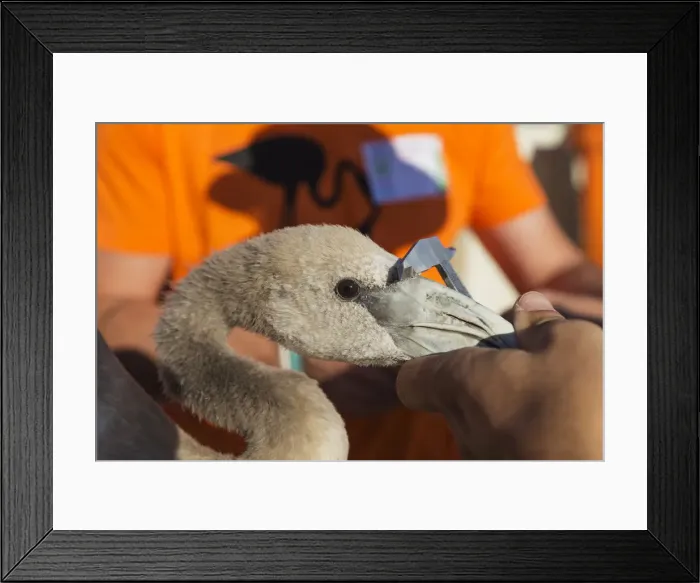 Framed Print : Picture No. 12019988 Framed Print : Picture No. 12019988