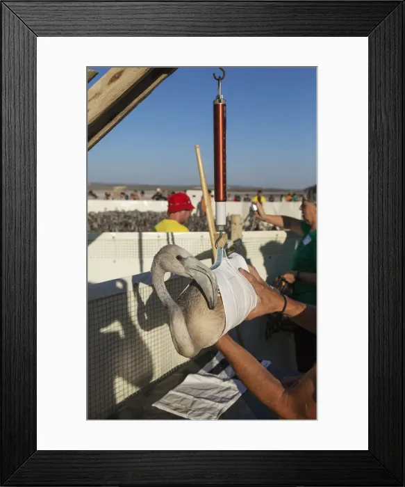 Framed Print : Picture No. 12019989 Framed Print : Picture No. 12019989