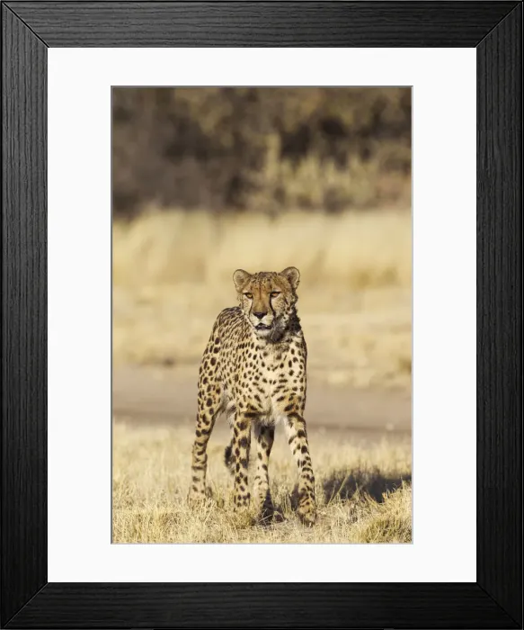 Framed Print : Picture No. 12020008 Framed Print : Picture No. 12020008