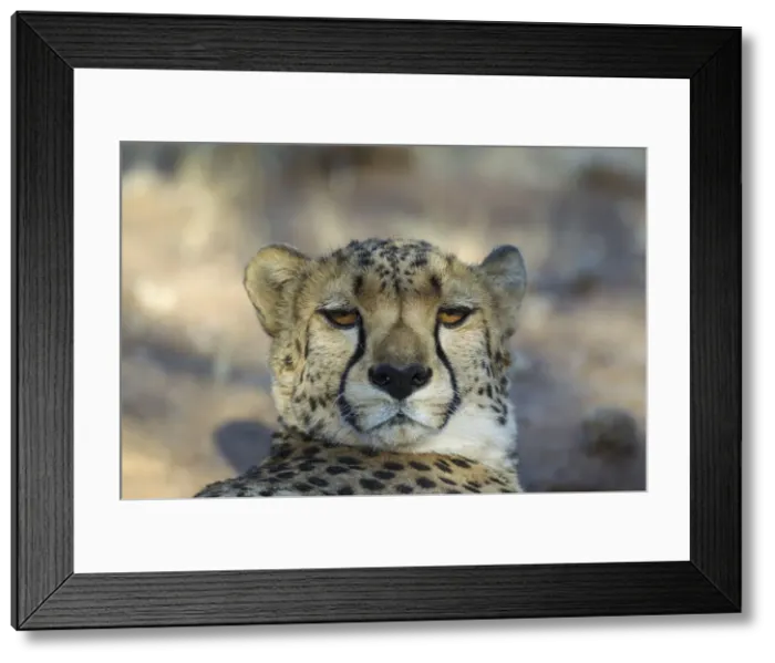 Framed Print : Picture No. 12020009 Framed Print : Picture No. 12020009