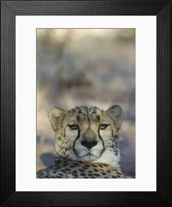 Framed Print : Picture No. 12020010 Framed Print : Picture No. 12020010