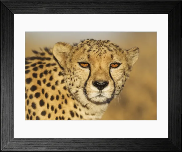 Framed Print : Picture No. 12020011 Framed Print : Picture No. 12020011
