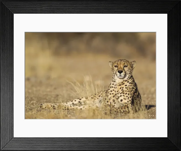 Framed Print : Picture No. 12020012 Framed Print : Picture No. 12020012