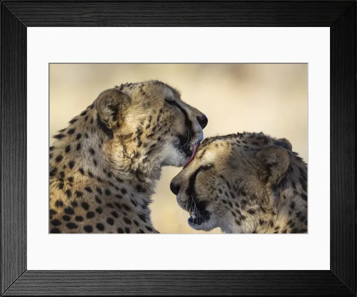 Framed Print : Picture No. 12020013 Framed Print : Picture No. 12020013