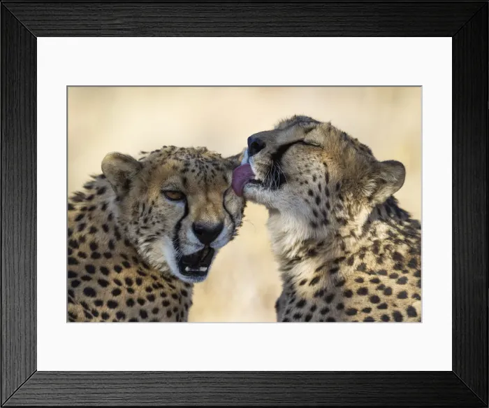 Framed Print : Picture No. 12020014 Framed Print : Picture No. 12020014