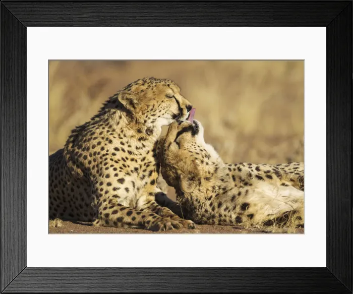 Framed Print : Picture No. 12020015 Framed Print : Picture No. 12020015