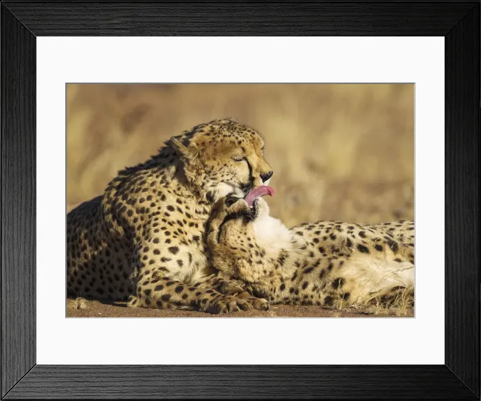 Framed Print : Picture No. 12020016 Framed Print : Picture No. 12020016