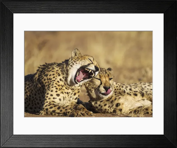 Framed Print : Picture No. 12020017 Framed Print : Picture No. 12020017