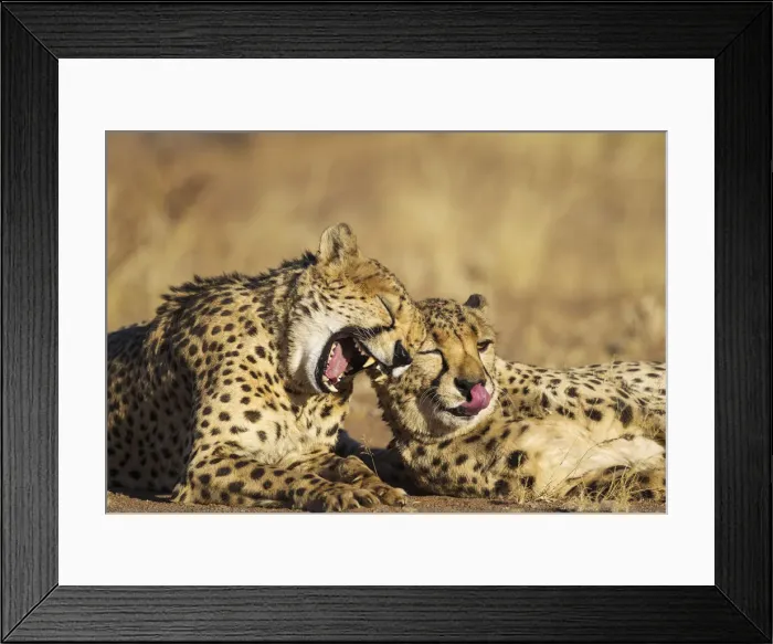 Framed Print : Picture No. 12020018 Framed Print : Picture No. 12020018