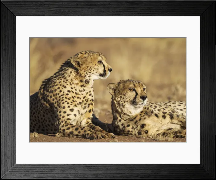 Framed Print : Picture No. 12020019 Framed Print : Picture No. 12020019