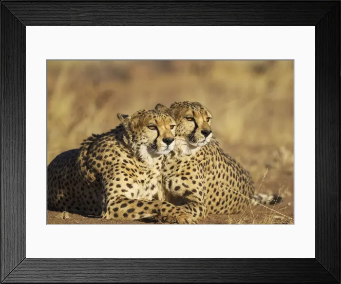 Framed Print : Picture No. 12020020 Framed Print : Picture No. 12020020