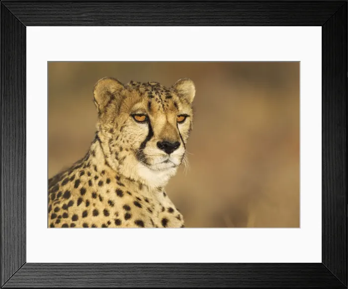 Framed Print : Picture No. 12020022 Framed Print : Picture No. 12020022