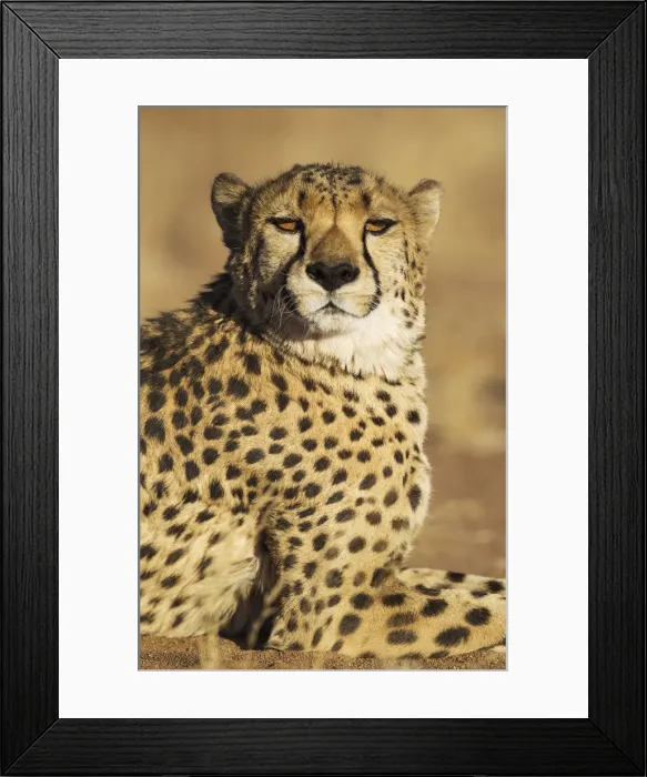 Framed Print : Picture No. 12020021 Framed Print : Picture No. 12020021